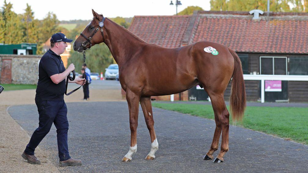 Lot 217: the session-topping No Nay Never colt who fetched £130,000