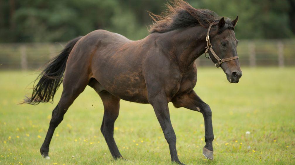 Green Desert: immensely influential stallion at Shadwell