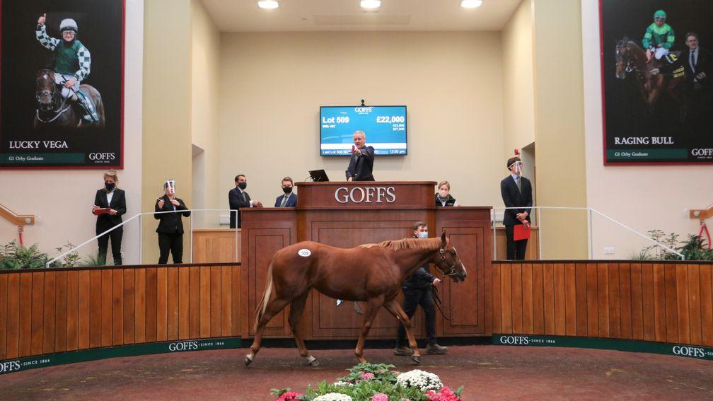 Henry Beeby brings the gavel down for a yearling at the Goffs Sportsman's Sale