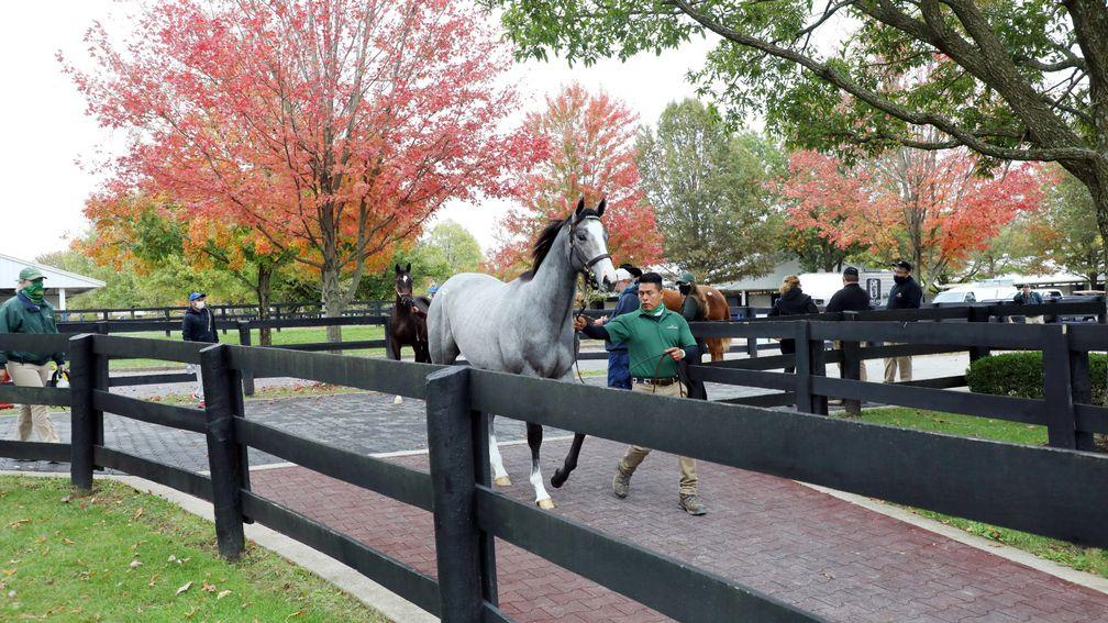 Fasig-Tipton is set to host a post-Breeders' Cup sale on Sunday