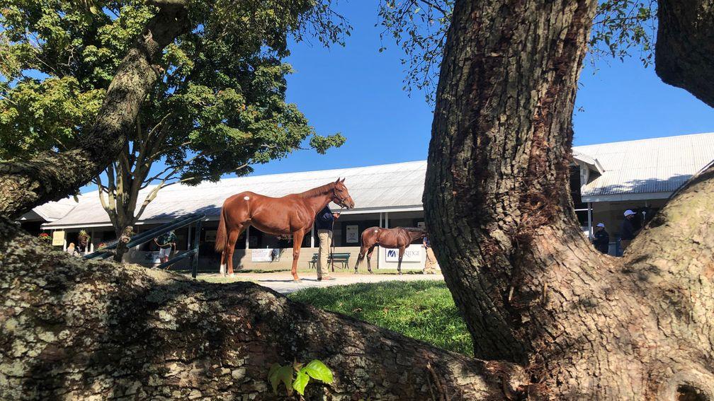 The keynote Keeneland auction is moving into its second week