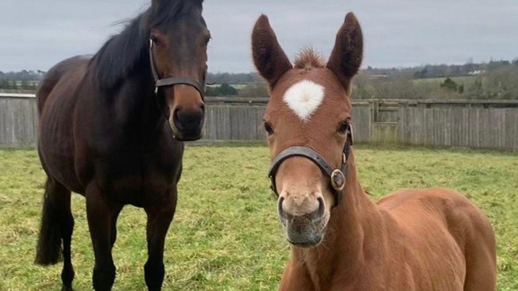 Hascombe and Valiant Stud's new arrival, a beautiful filly by Cracksman out of Irish Oaks, Prix Vermeille and British Champions Fillies & Mares Stakes winner Star Catcher. 