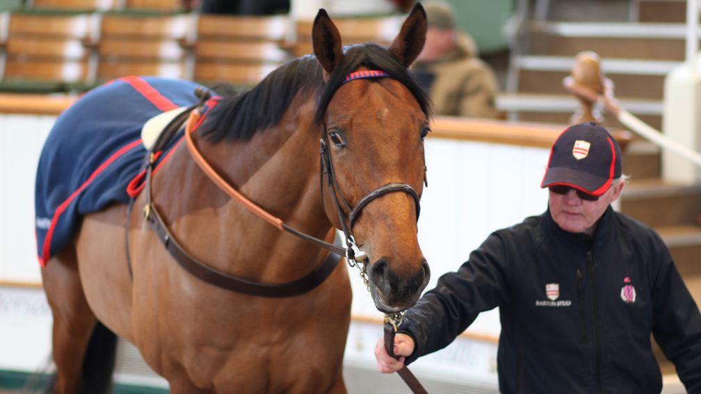 Lahiq: Barton Sales-consigned son of Quality Road sells to George Boughey for 40,000gns