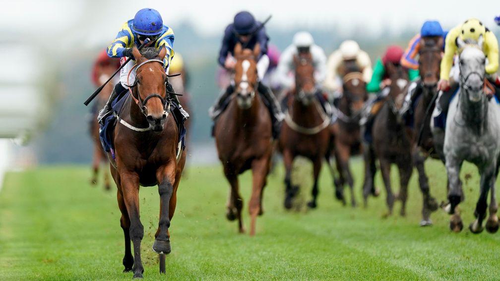 Trueshan: has been well supported for the Goodwood Cup on Tuesday