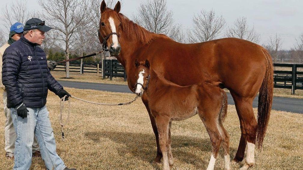 American Pharoah's dam Littleprincessemma with her Tapit filly - future Grade 1 winner Chasing Yesterdays - as a foal