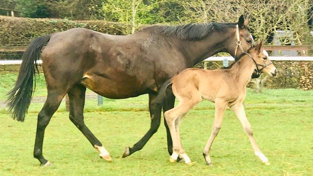 Goldford Stud's Nathaniel filly out of Urticaire