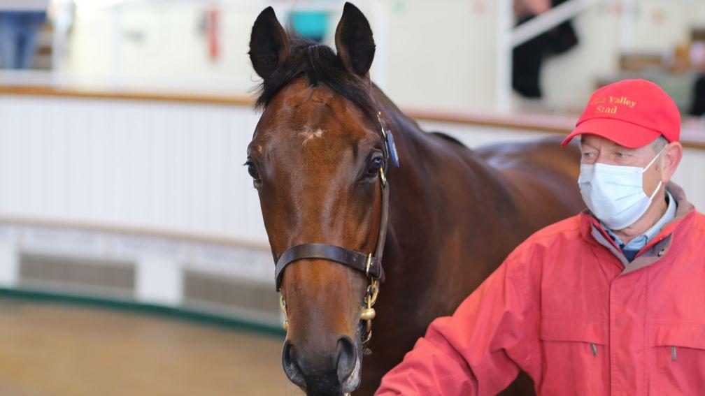 Lot 186, Coln Valley Stud's Dubawi colt out of Great And Small sells to Anthony Stroud for 800,000gns
