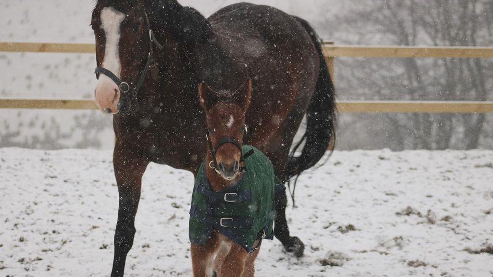 West Shaw Farm's Starspangledbanner colt enjoying the snow 