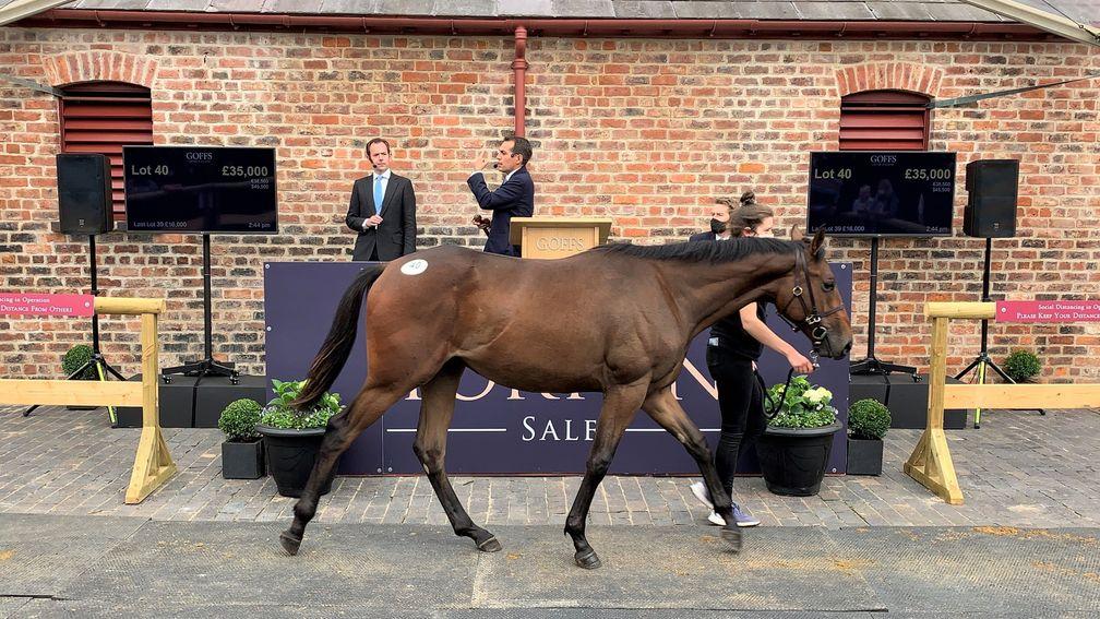 Lot 40: the Blue Bresil gelding bought by Brian Griffiths for £35,000