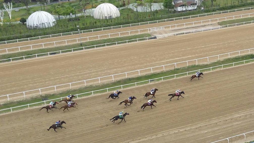 The Korean Derby was held at Seoul on Sunday