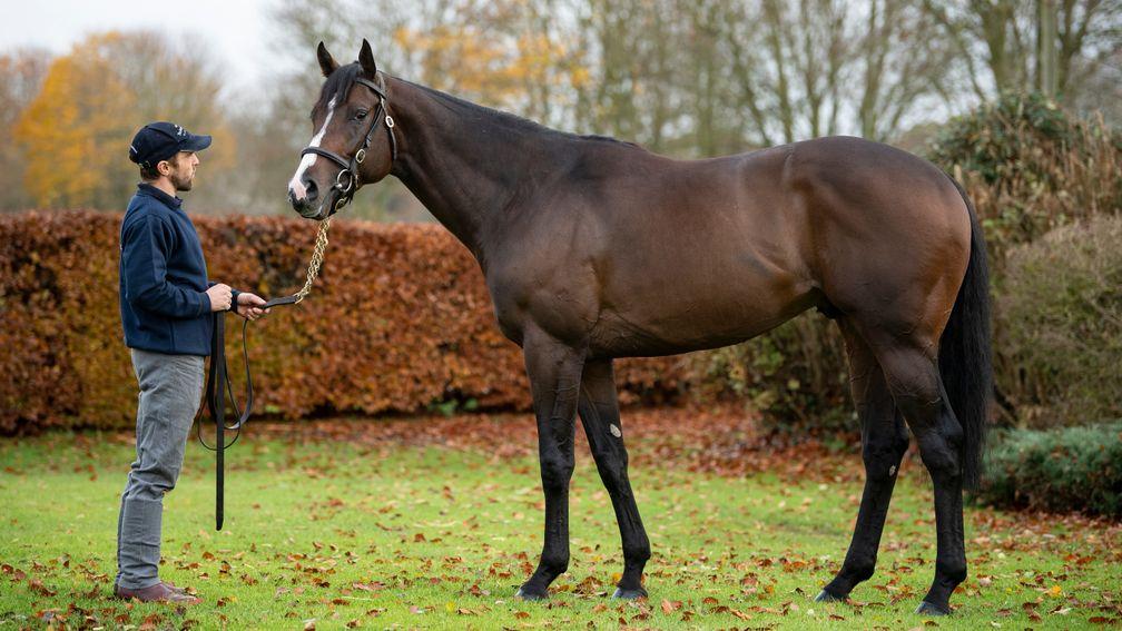 Advertise strikes a pose at the National Stud