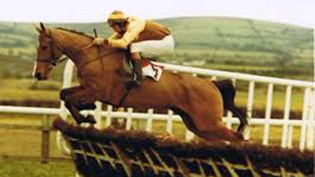 Golden Cygnet: proved a brilliant Cheltenham Festival winner when he ran away with the 1978 Supreme Novices' Hurdle