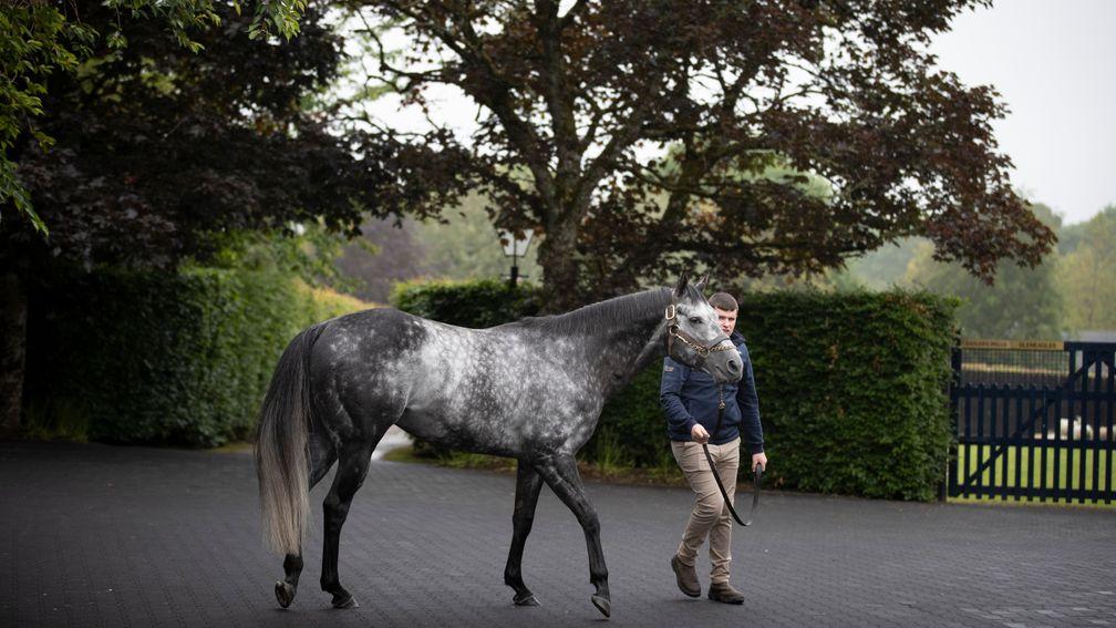 Caravaggio: first Group winner at Leopardstown on Thursday