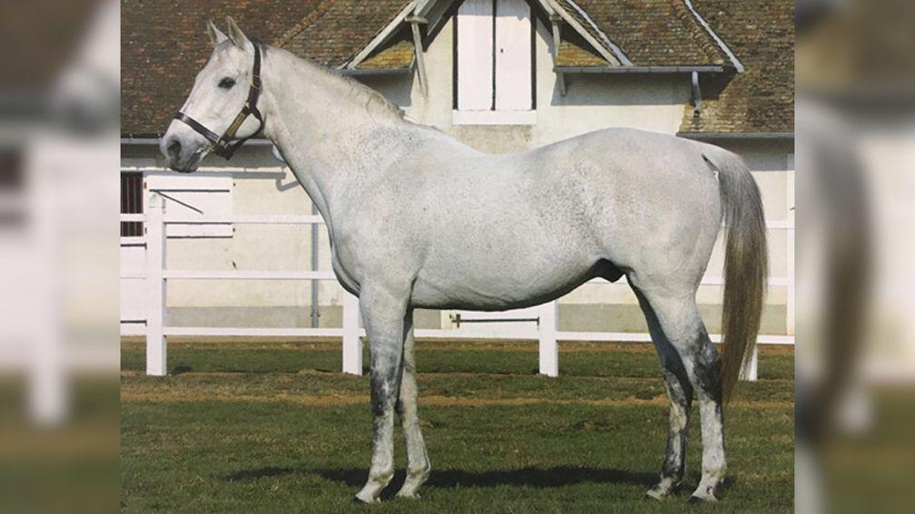 Haras du Mesnil stood Turgeon for the entirety of his stud career