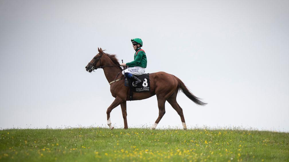 Masaff: goes for winning black type in the Lenebane Stakes at Roscommon on Monday