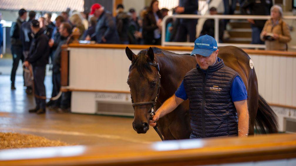 The Time Test colt out of Aurelia from Ballyvolane Stud in the ring before selling to Sackville Donald for a session-topping 400,000gns