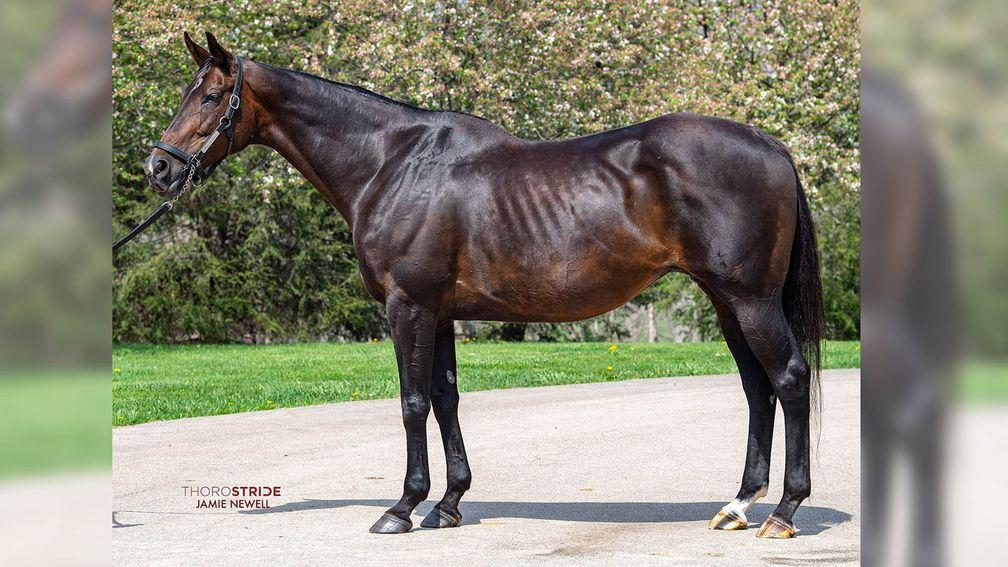 Eileen's Dream: $660,000 sale topper at the Fasig-Tipton April Digital Sale 