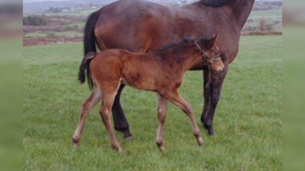 Brian O'Neill of Woodford Stud in County Cork welcomed a Highland Reel filly out of Just Wondering