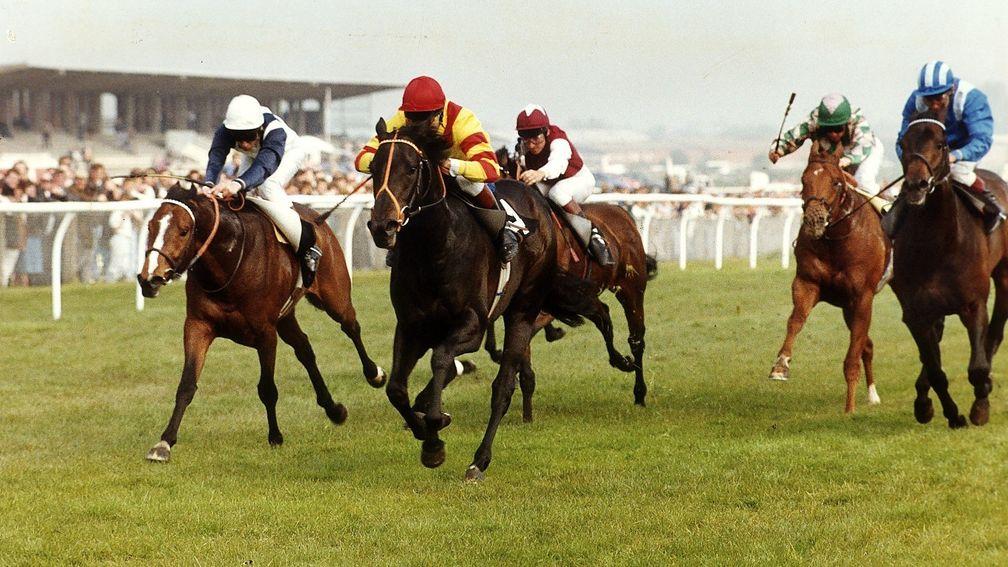 Rock City: won the Coventry, July and Gimcrack Stakes