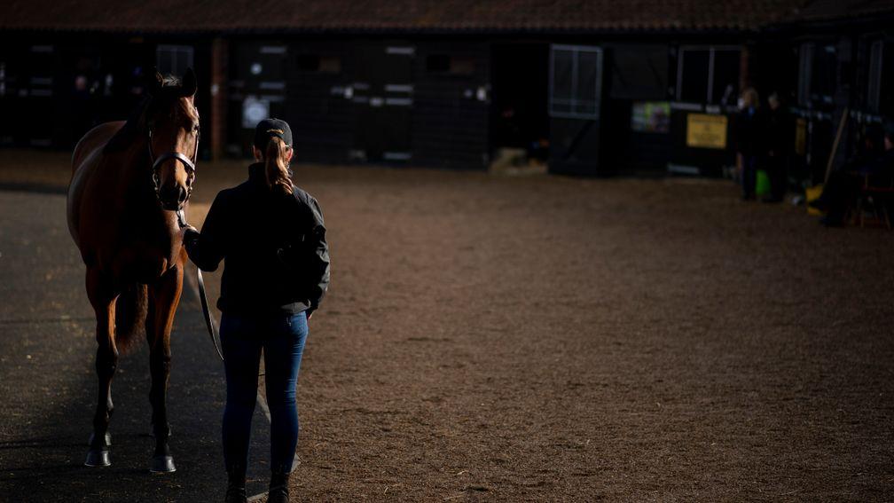 A yearling stands for inspection ahead of Tattersalls Book 1