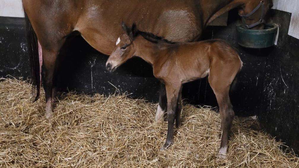 A filly foal by The Gurkha out of the well-related Miss Macchiato at Hollow Lodge Stud, Athenry, County Galway