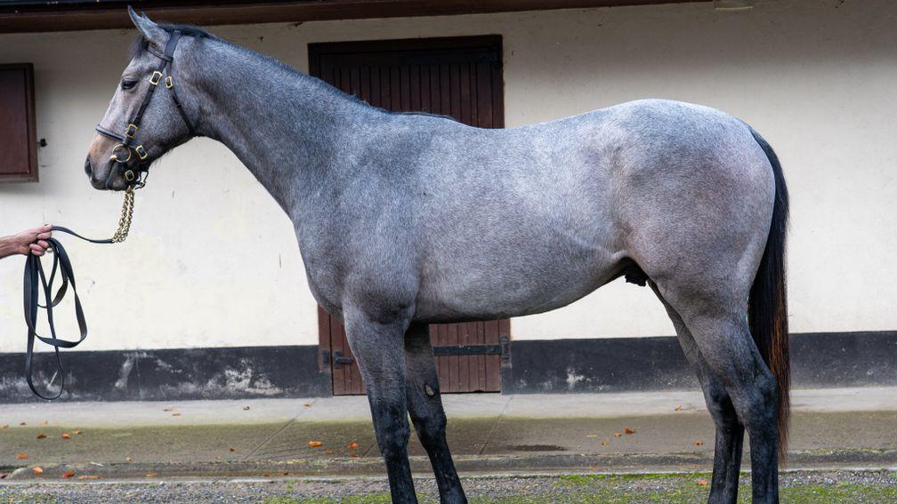 Lot 157: Eyrefield Lodge Stud's El Kabeir colt sells to Noel Meade for €29,000 at Goffs Autumn Yearling Sale.