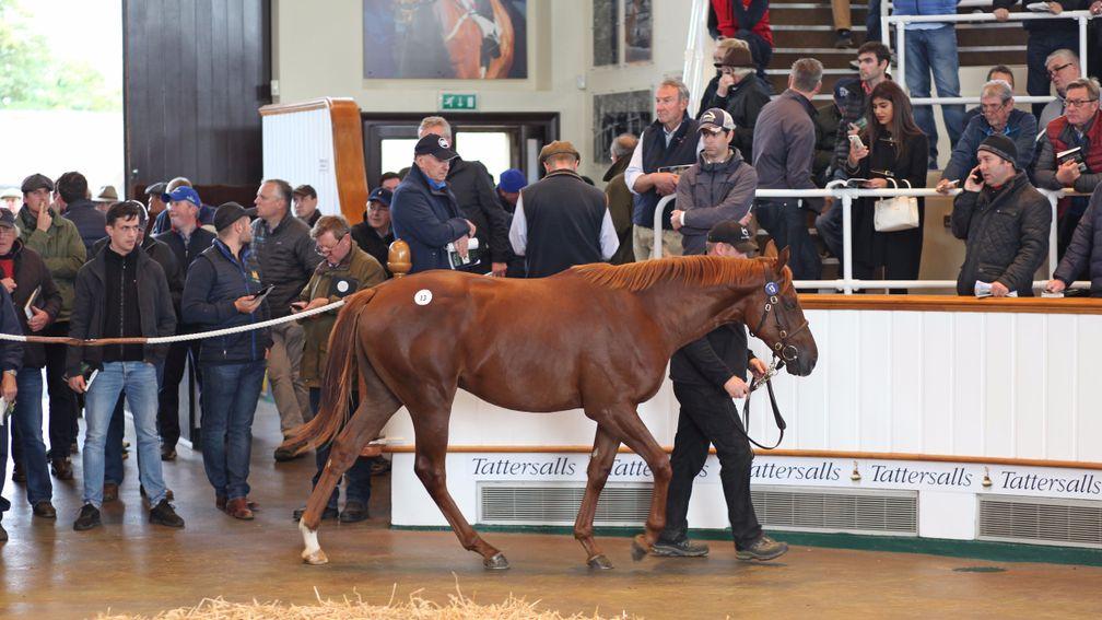 The Dubawi colt out of Izzi Top struts his stuff in the ring