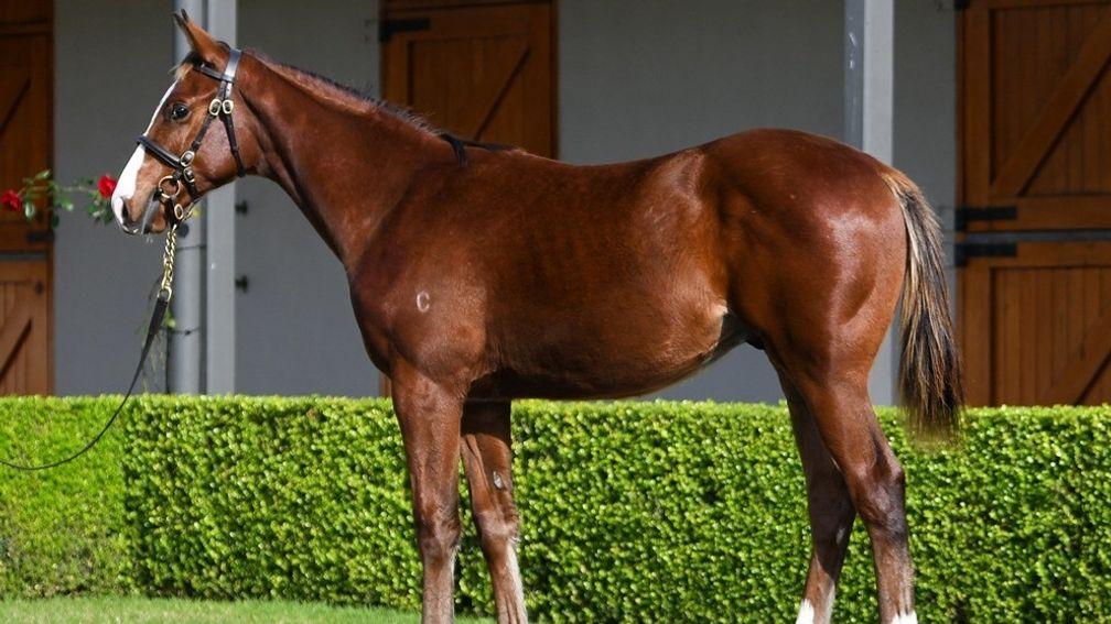 Coolmore's Frankel colt out of Nechita was bought by Evergreen Stud’s Tony Bott for A$650,000