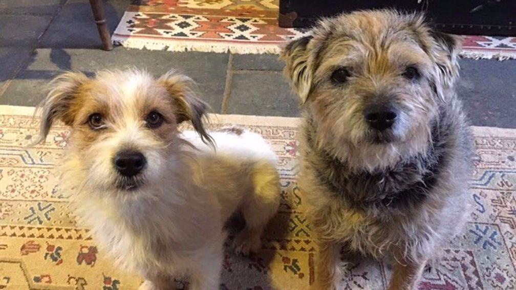 Timber and Aidan: Tom Symonds' dogs went missing on Saturday