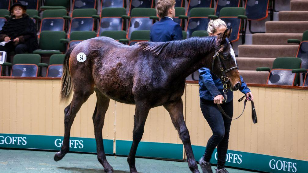 Brian McDonald's Supremacy colt is the most expensive by the stallion to sell so far 