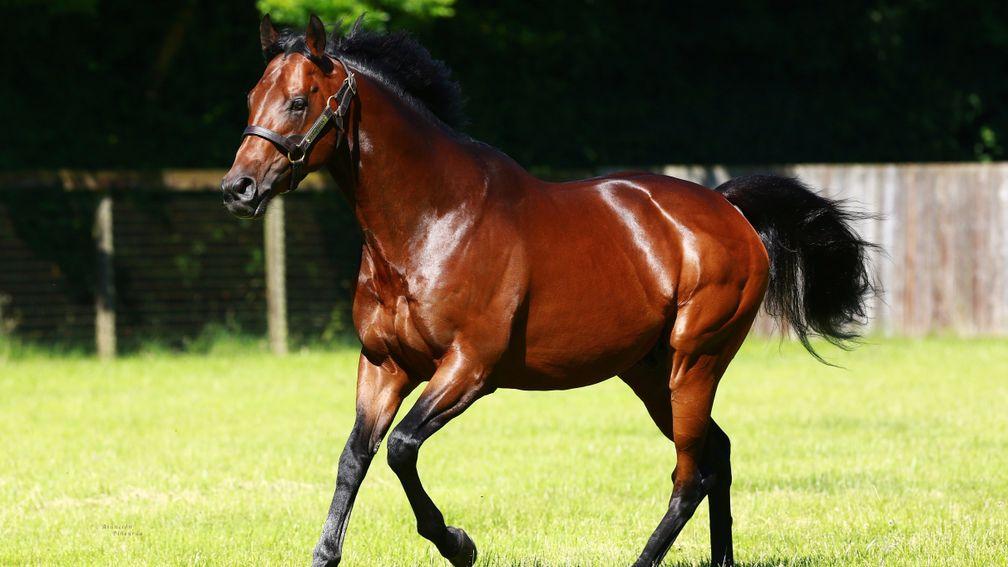 Kingman: the Banstead Manor resident is due to be represented by four first-crop yearlings at the Orby Sale