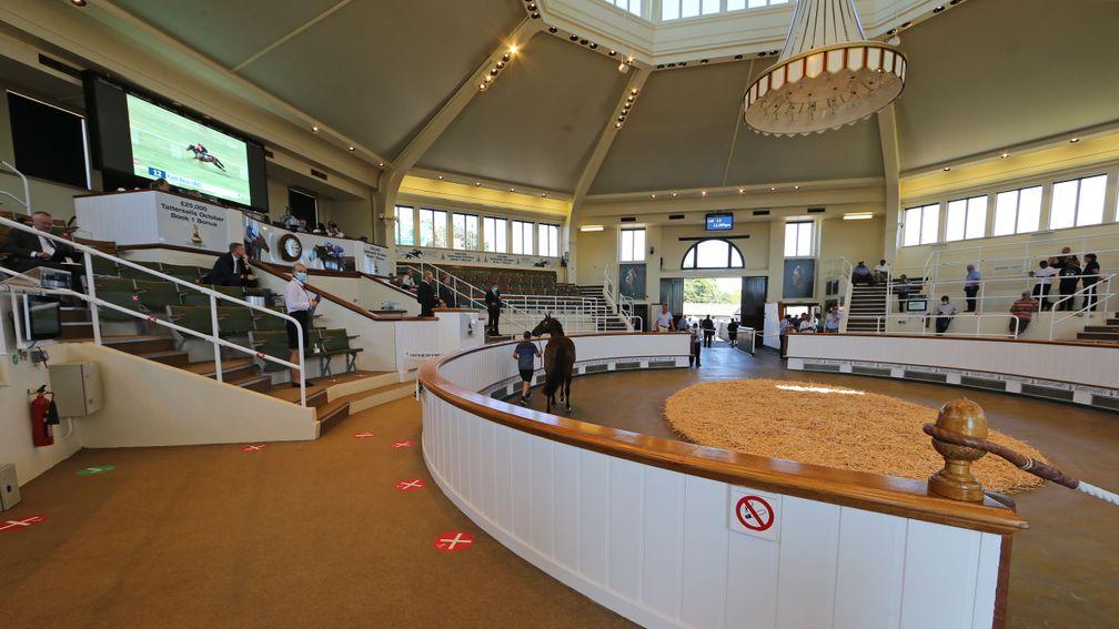 The Tattersalls sales are permitted to go ahead later this month