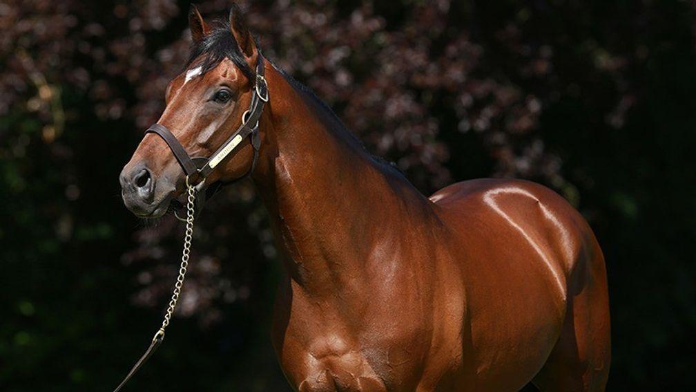 Anodin: yearlings have proved a hit at Arqana and Osarus this year