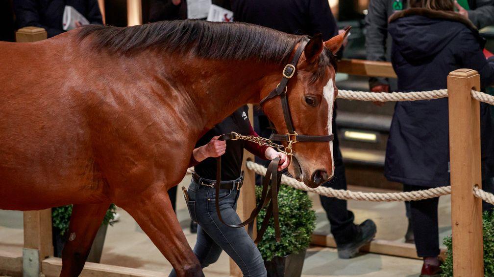 Rasmiya topped the selling on the second and concluding day of the Arqana February Mixed Sale at €315,000