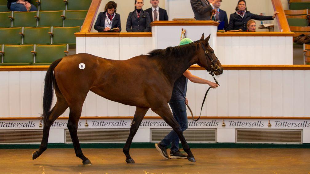 The session-topping Kodiac filly in the Park Paddocks sales ring