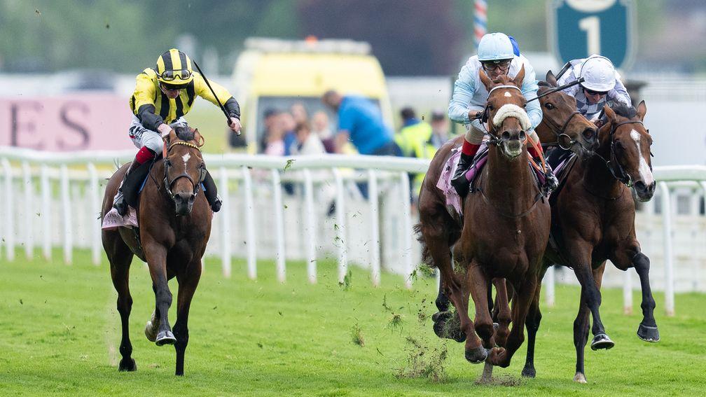 Giavellotto (noseband): landed the Yorkshire Cup