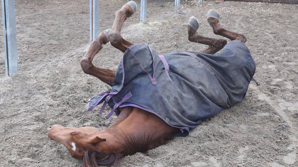Definitly Red takes it easy after his schooling session