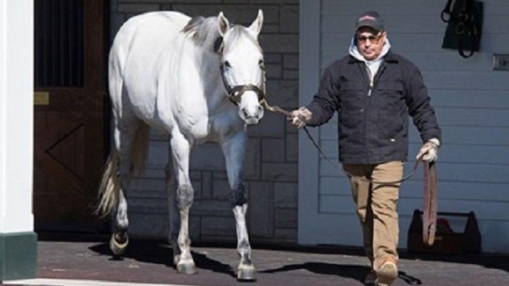 Race Day: could be a Kentucky Derby-winning sire come May 7
