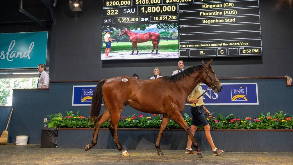 The sale-topping Kingman colt at Wednesday's session of the Magic Millions