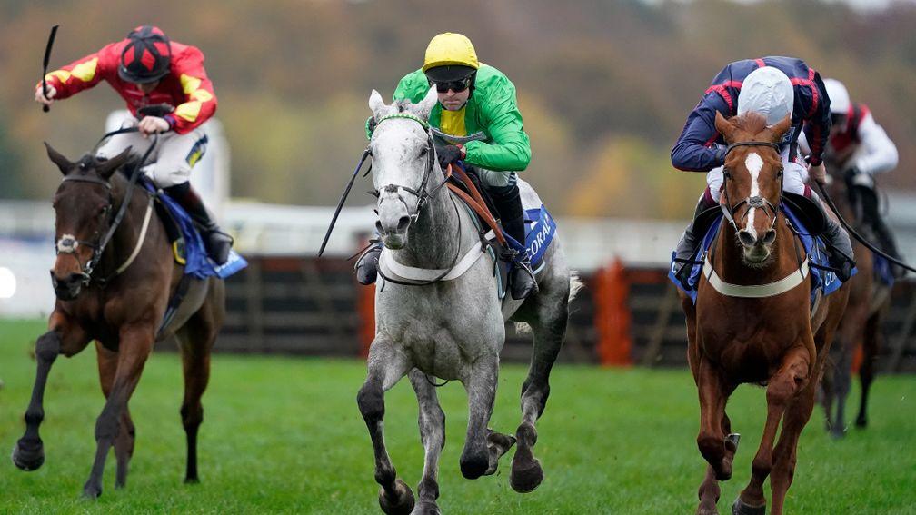 Buzz (grey): favourite for the Long Walk Hurdle as he steps up in trip