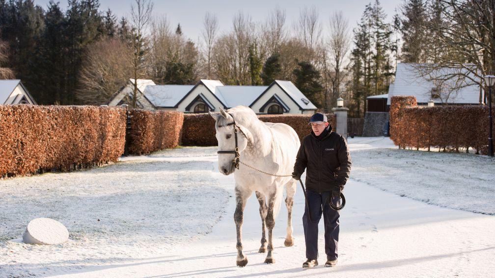 Mastercraftsman takes in the wintery scene at Coolmore