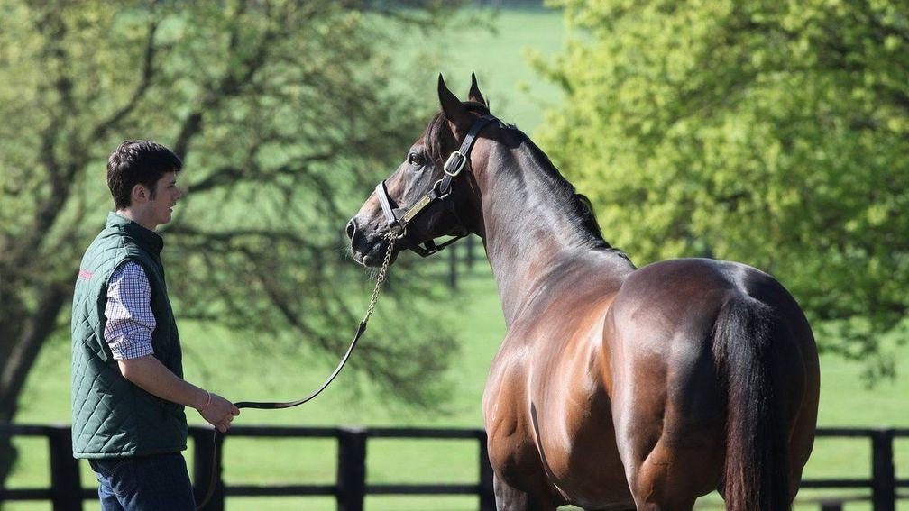 Redoute's Choice pictured at the Aga Khan's Haras de Bonneval in Normandy