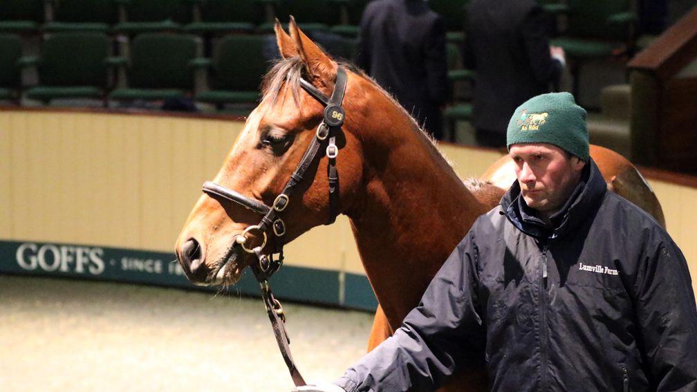 Lot 496: the session-topping Tamayuz colt who went the way of Kevin Ross for €50,000