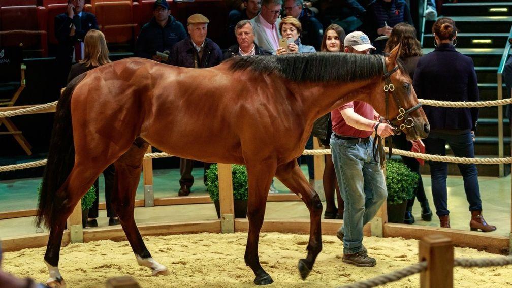 The sale-topping American Pharoah colt in the Arqana ring