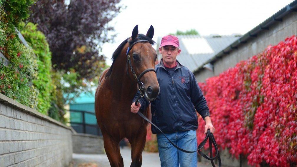 Adaay's full-brother parades at the Tattersalls Ireland sales complex
