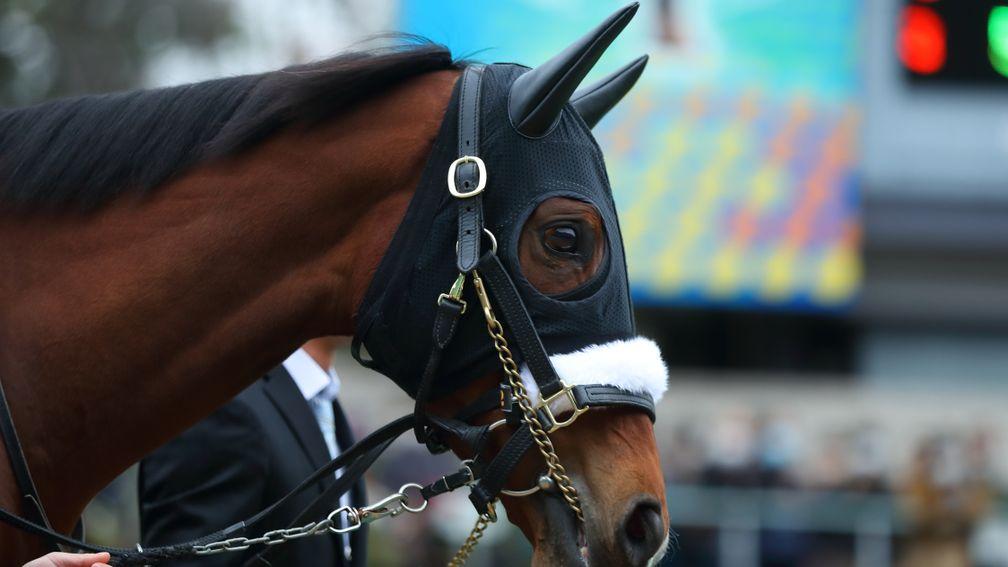 Almond Eye: bowed out last November following a brilliant career