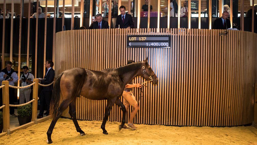 The sale-topping Dubawi colt in the Deauville ring, where he fetched €1.4 million