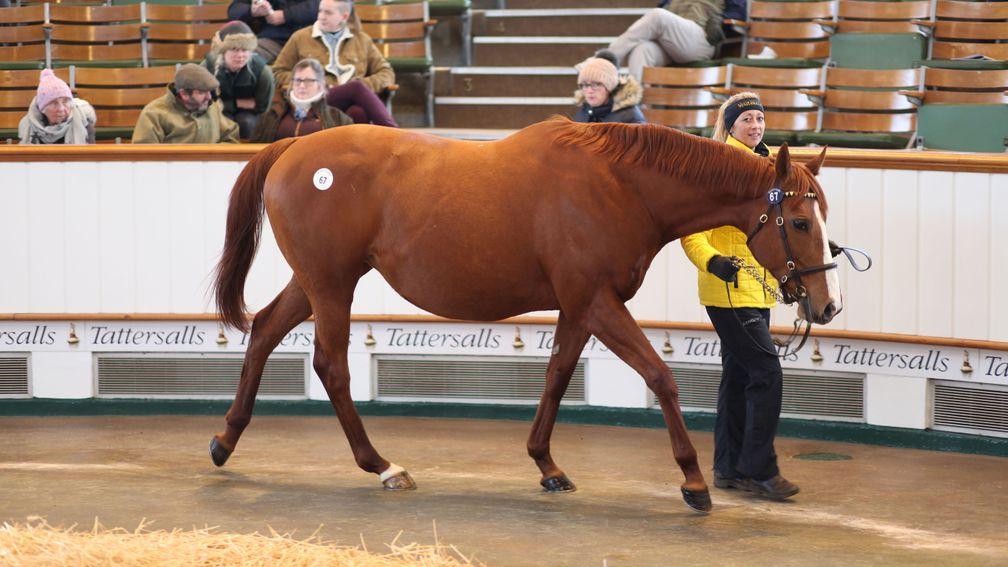 All I Need in the Park Paddocks ring before being sold to Oakgrove Stud for 55,000gns