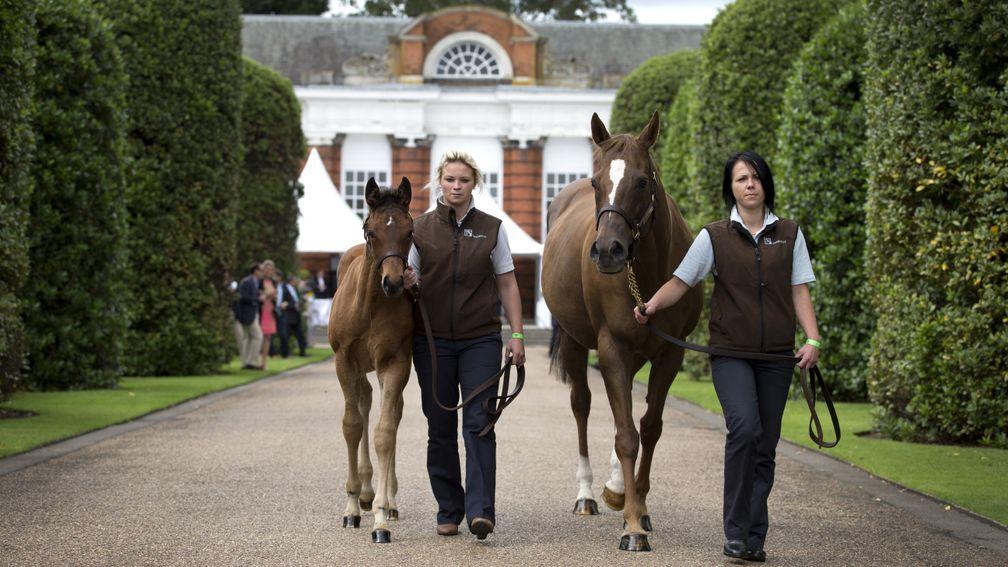 Crystal Gaze and her Frankel colt foal were the main attraction at the first London Sale