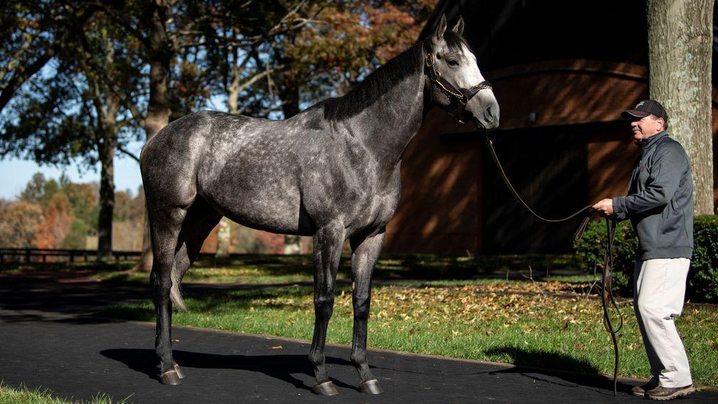 Arrogate: the four-time Group/Grade 1 winner stands at Juddmonte's Kentucky base